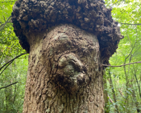 2e colloque Franco-Allemand - La forêt du futur au présent 2e colloque Franco-Allemand - La forêt du futur au présent