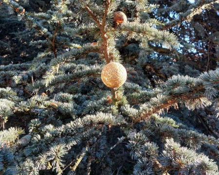 A.R.B.R.E.S. vous souhaite un joyeux No&euml;l 2025