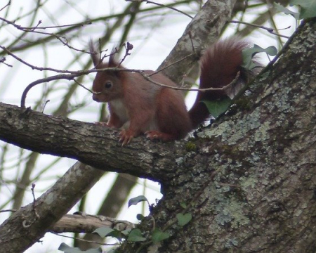 Soutien à la pétition pour protéger les arbres de la colline de Langladure (64800 Nay) Soutien à la pétition pour protéger les arbres de la colline de Langladure (64800 Nay)
