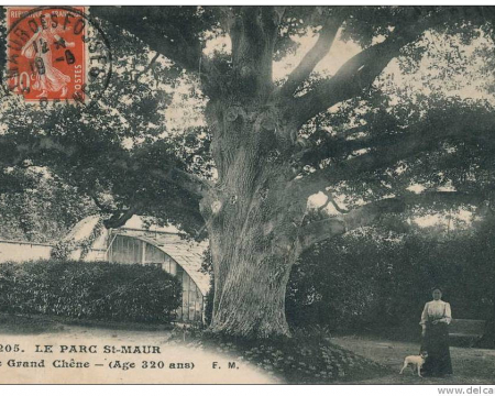 Signez la pétition pour un projet qui protège et valorise le plus vieux chêne d'Ile-de-France !