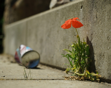 Soutenons la pétition pour la défense de la flore sauvage des rues