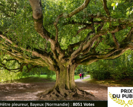Les trois prix de l'arbre de l'année 2023 : trois arbres labellisés Les trois prix de l'arbre de l'année 2023 : trois arbres labellisés