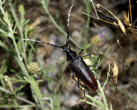 Préconisation lors de la présence du Grand capricorne - Cerambyx cerdo Préconisation lors de la présence du Grand capricorne - Cerambyx cerdo