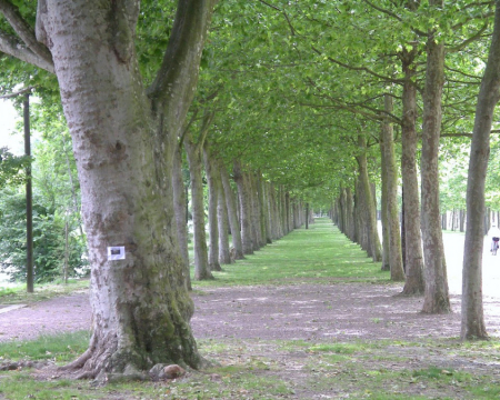 Attention à vos platanes ! Attention à vos platanes !