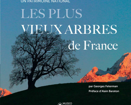 Les plus vieux arbres de France Les plus vieux arbres de France