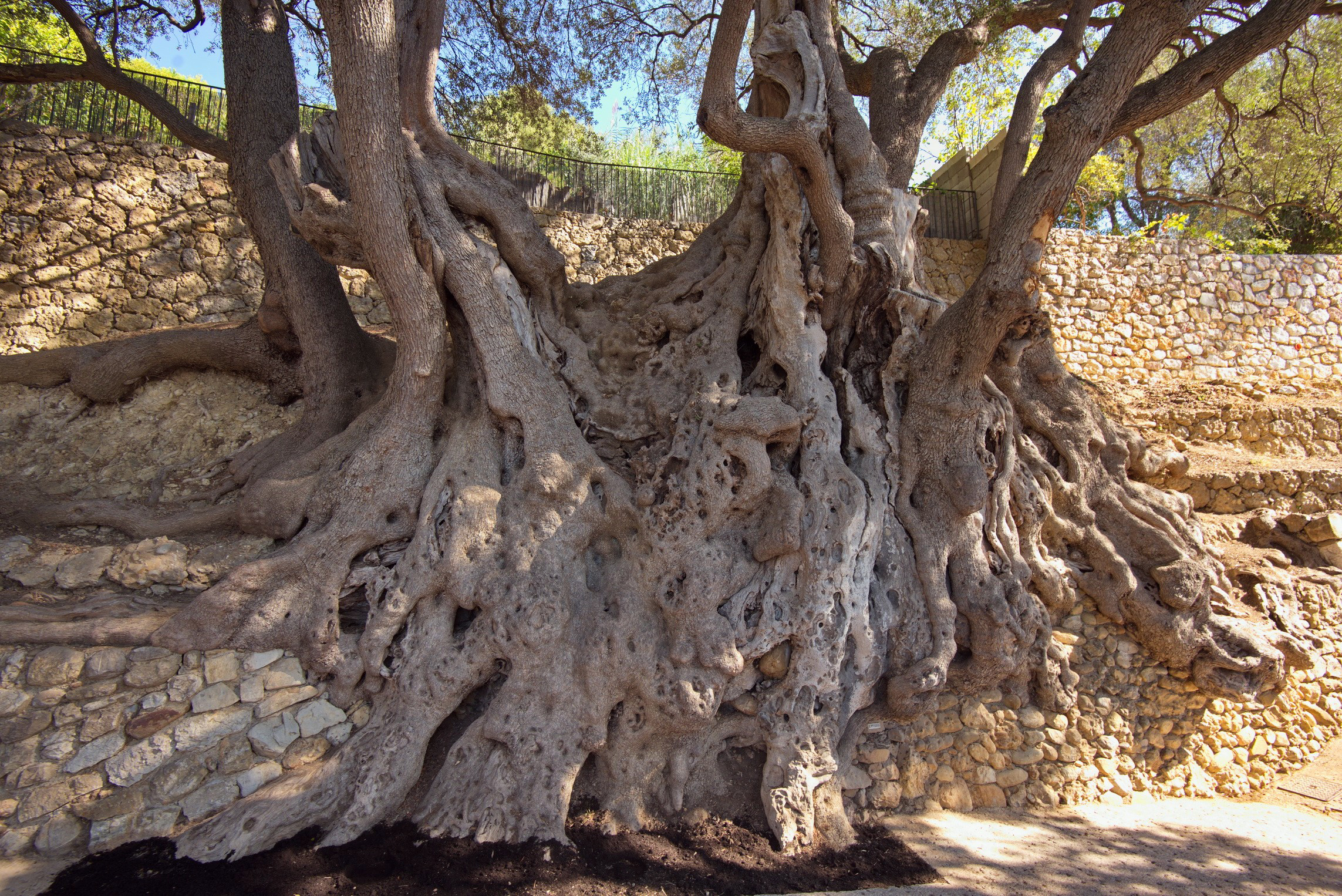 Les Identifier Arbres