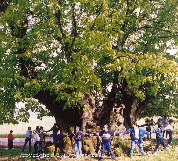 Les Identifier Arbres