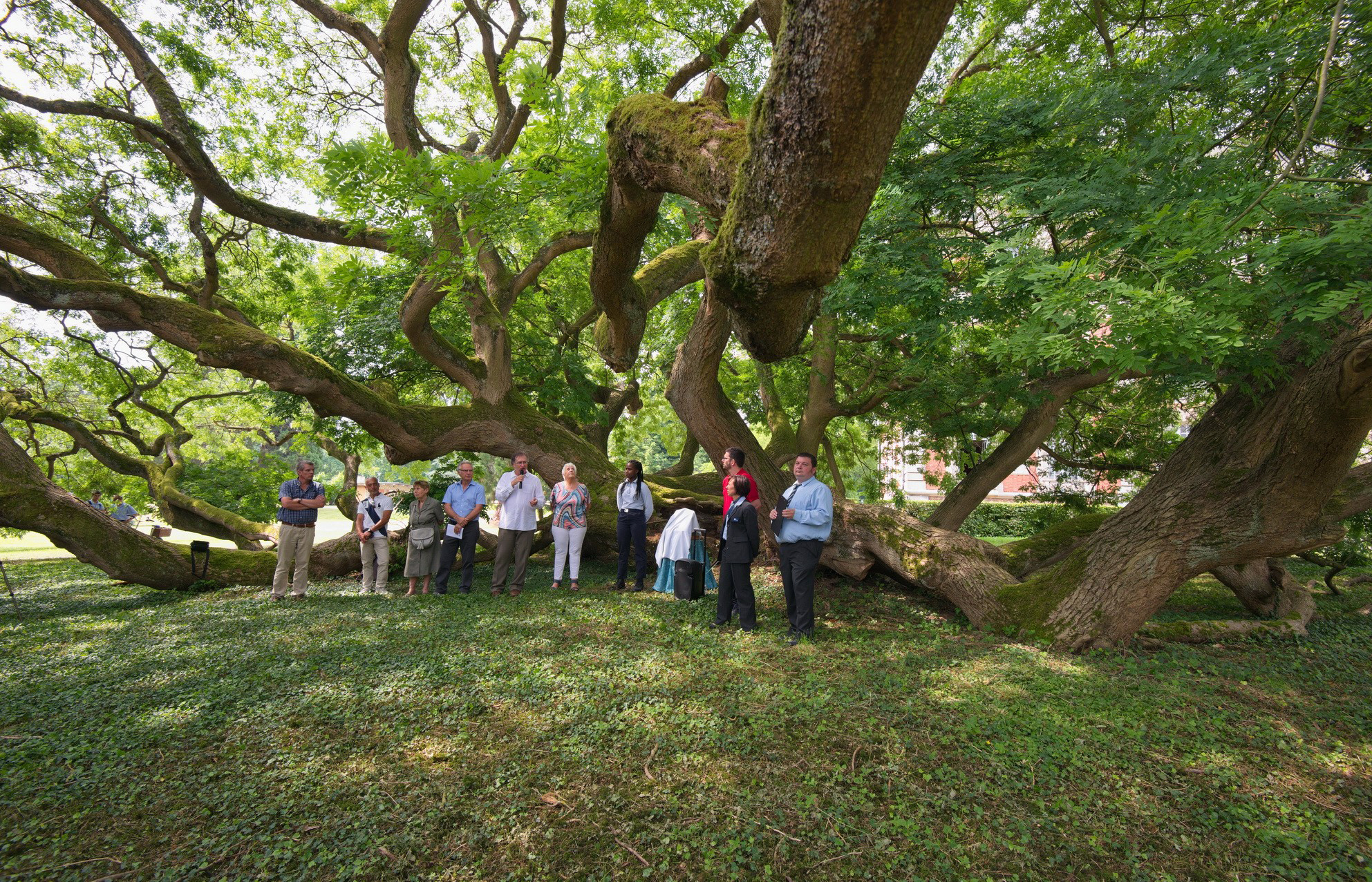 Les Identifier Arbres