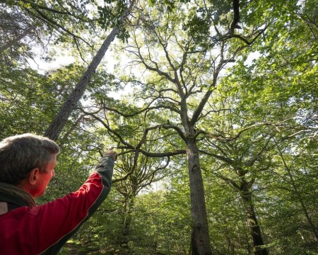 Les chênes du site des Beaux Monts à Compiègne (60) Les chênes du site des Beaux Monts à Compiègne (60)