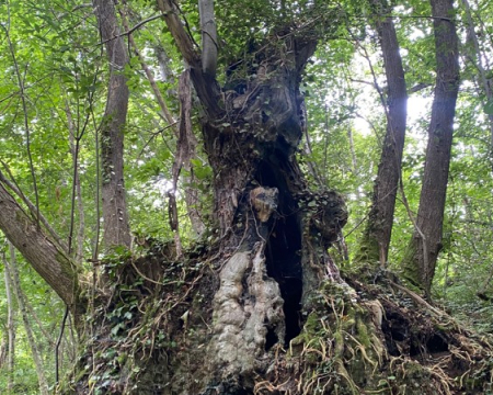 Le châtaignier de Chanonat (63) Le châtaignier de Chanonat (63)