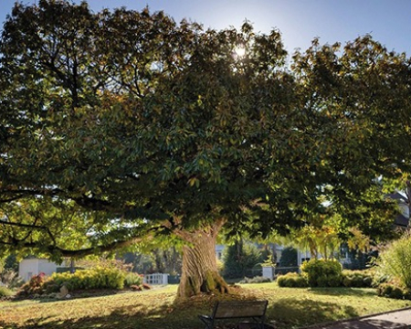 Résultats du concours de l'Arbre européen 2022
