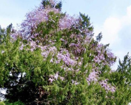 Remise de label à Saint-Sauveur-en-Puisaye (89) Remise de label à Saint-Sauveur-en-Puisaye (89)